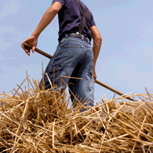 Shocking Hay