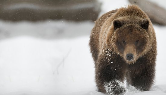 Facing the Grizzly